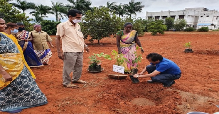 Tree plantation